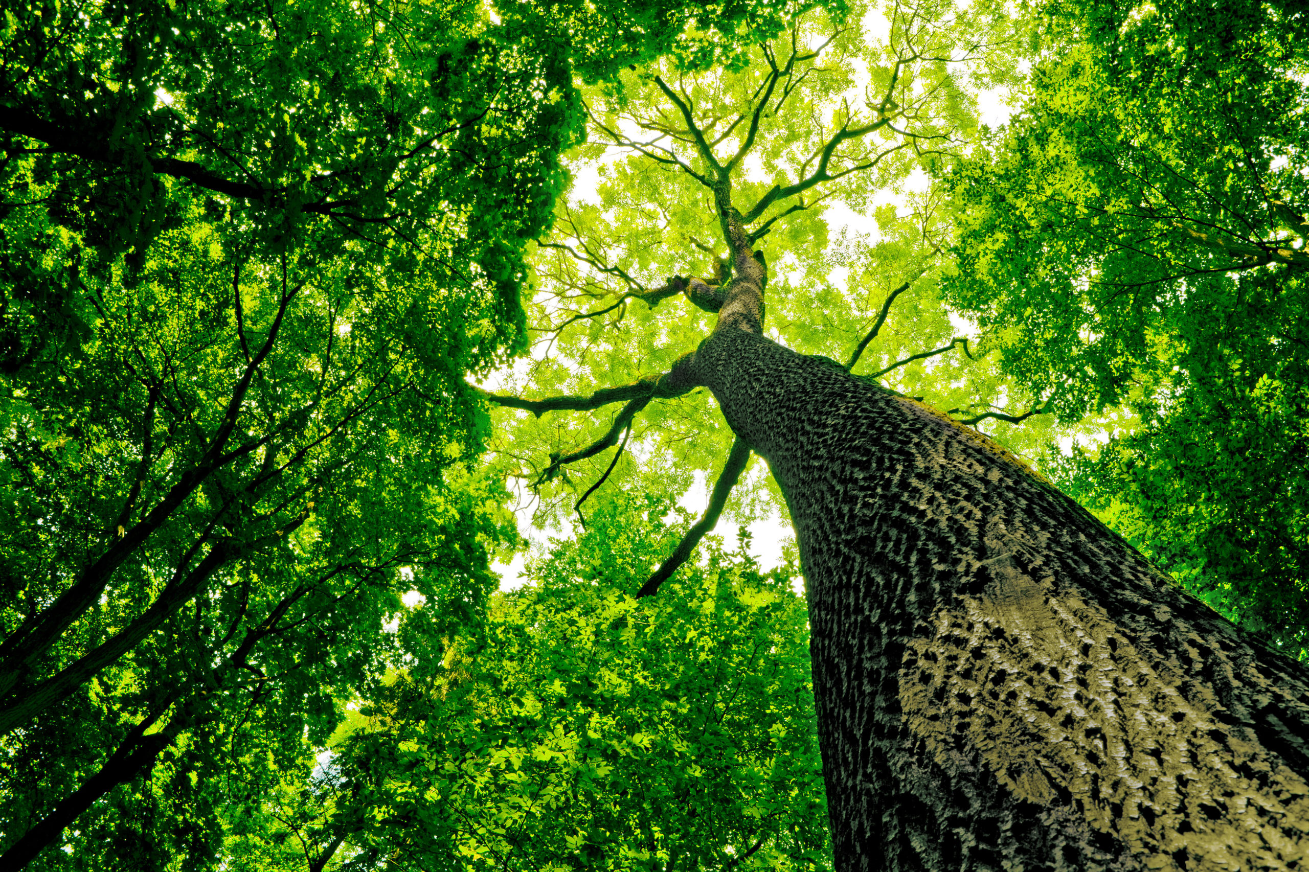 arborist