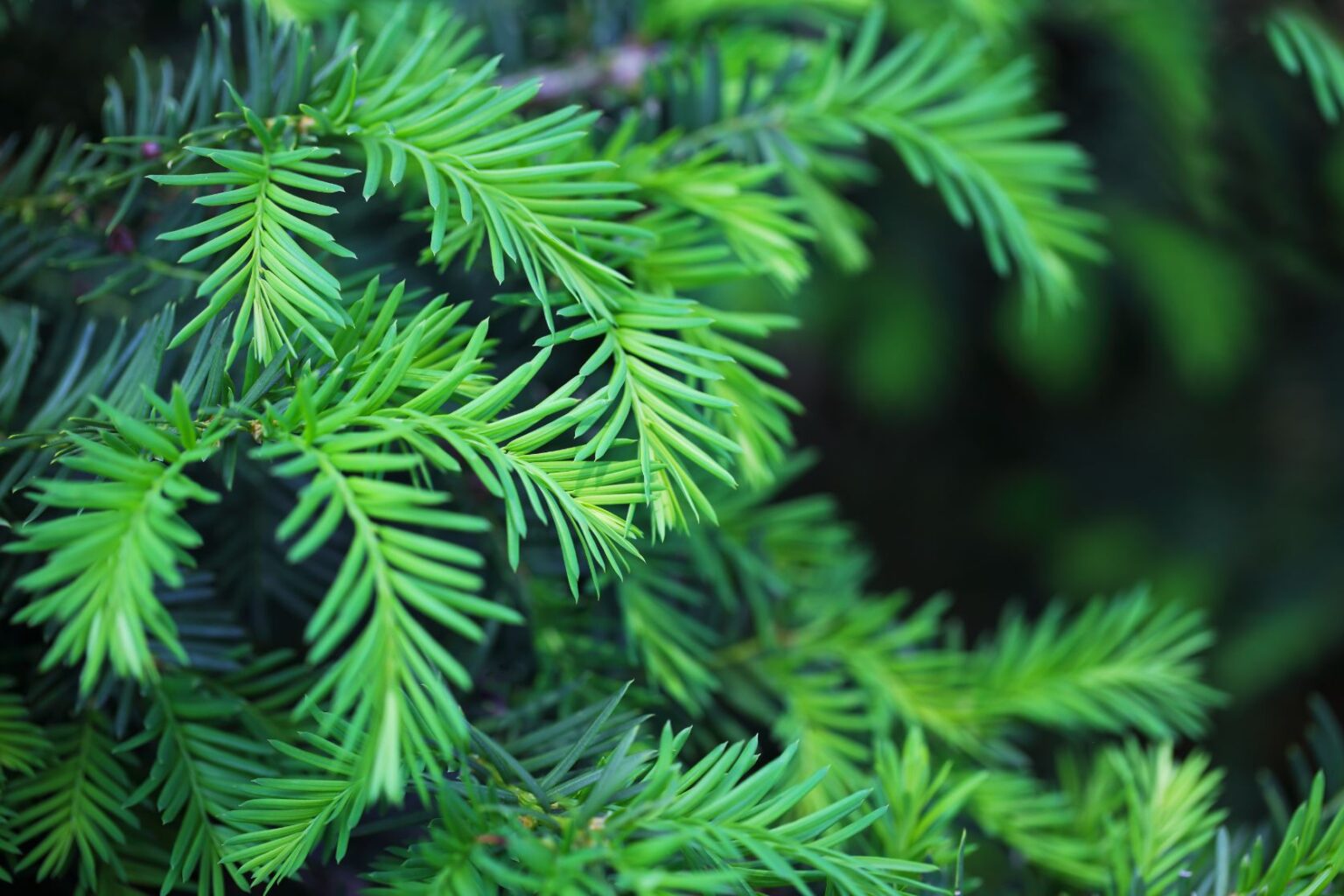 Ways You Can Identify 4 Trees Native to the Tennessee Valley » Tree ...