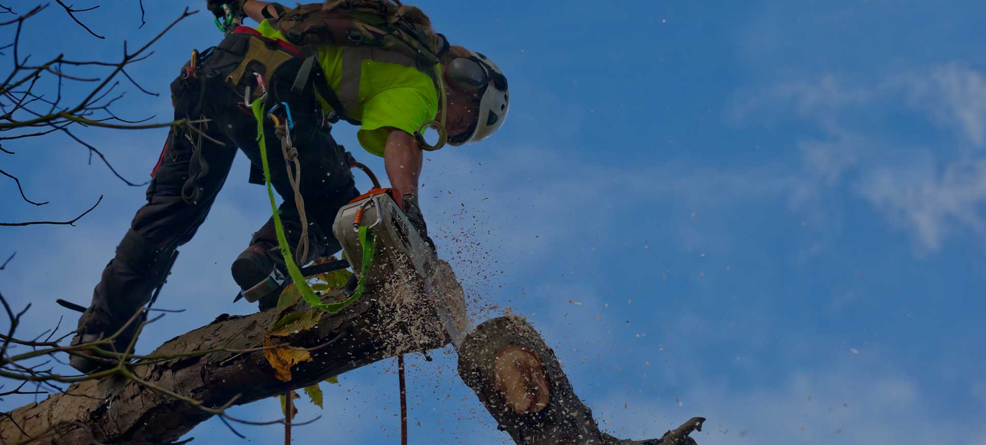 Chattanooga Tree Removal Service