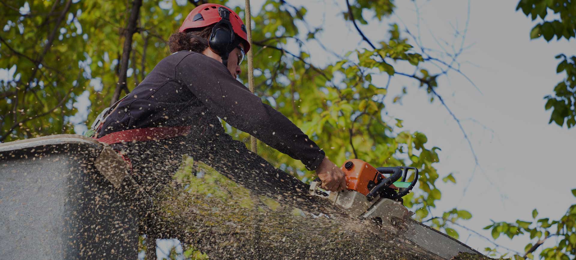 Tree Removal Near Chattanooga