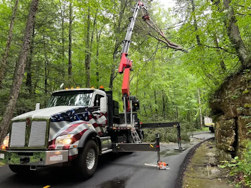 Hardwood Tree Removal in Chattanooga