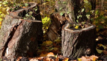 can trees grow back from stumps