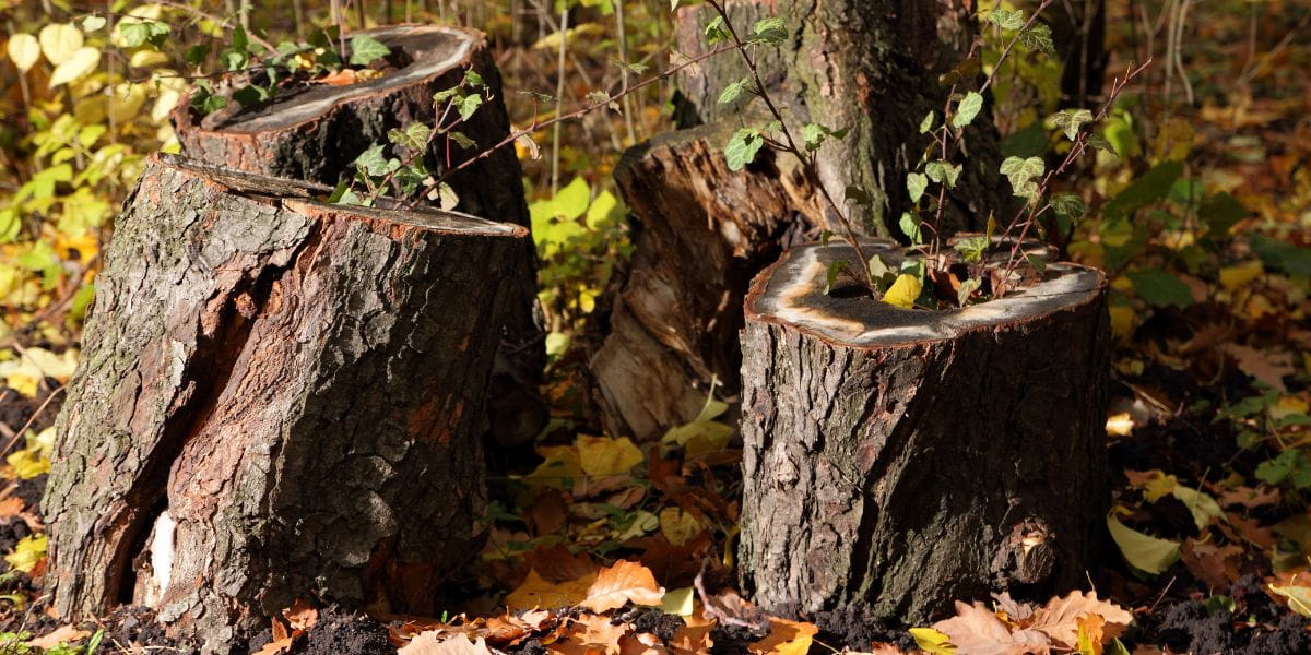 can trees grow back from stumps