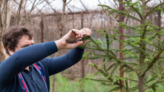 how often to trim trees​