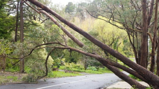 leaning tree removal