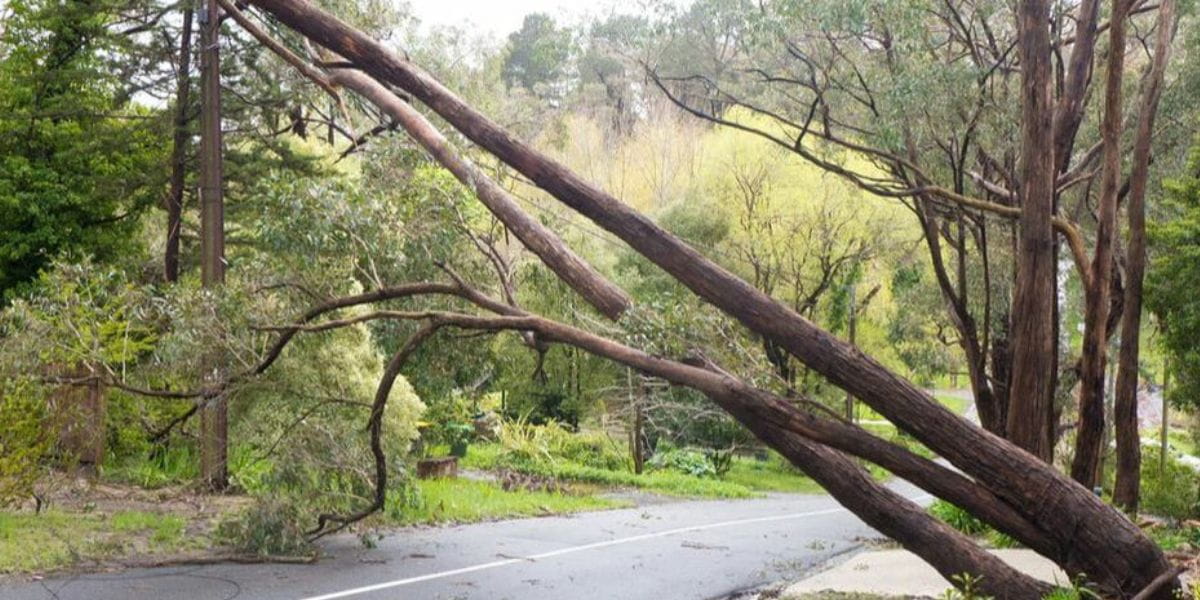 leaning tree removal