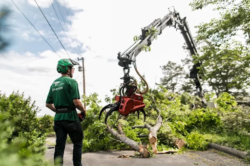 Emergency Tree Removal in Cleveland