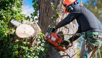 Tree Removal Take in Ooltewah, TN
