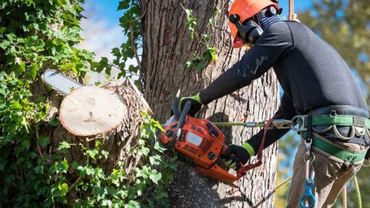 Tree Removal Take in Ooltewah, TN