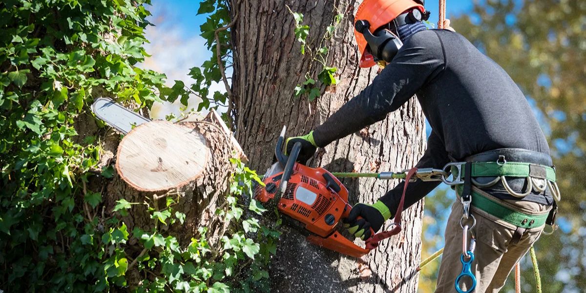 Tree Removal Take in Ooltewah, TN