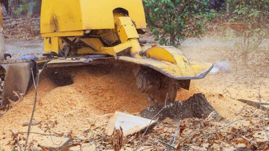 Yellow stump grinder machine cutting a tree stump into wood shavings, preparing the yard soil for future replanting projects.