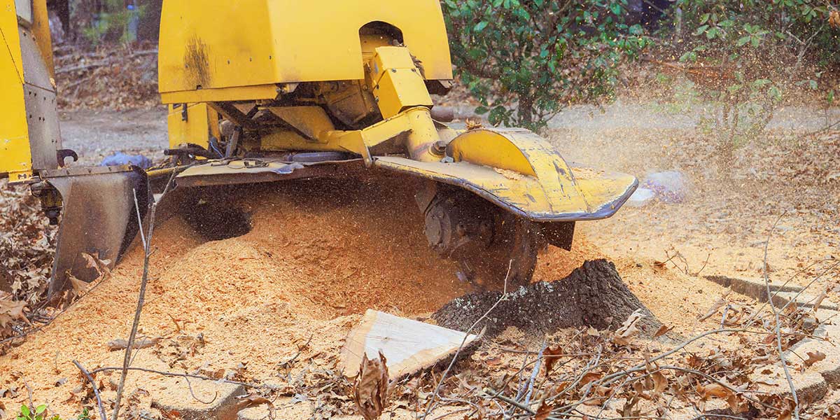Yellow stump grinder machine cutting a tree stump into wood shavings, preparing the yard soil for future replanting projects.