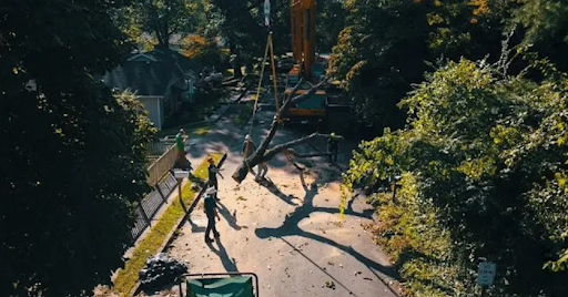 Tree Removal in Ooltewah