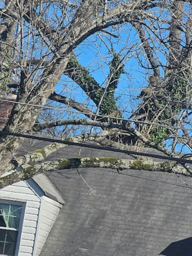 Tree Trimming and Pruning in Ringgold
