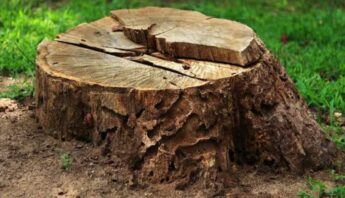 benefits of stump grinding