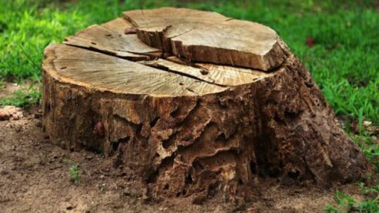 benefits of stump grinding