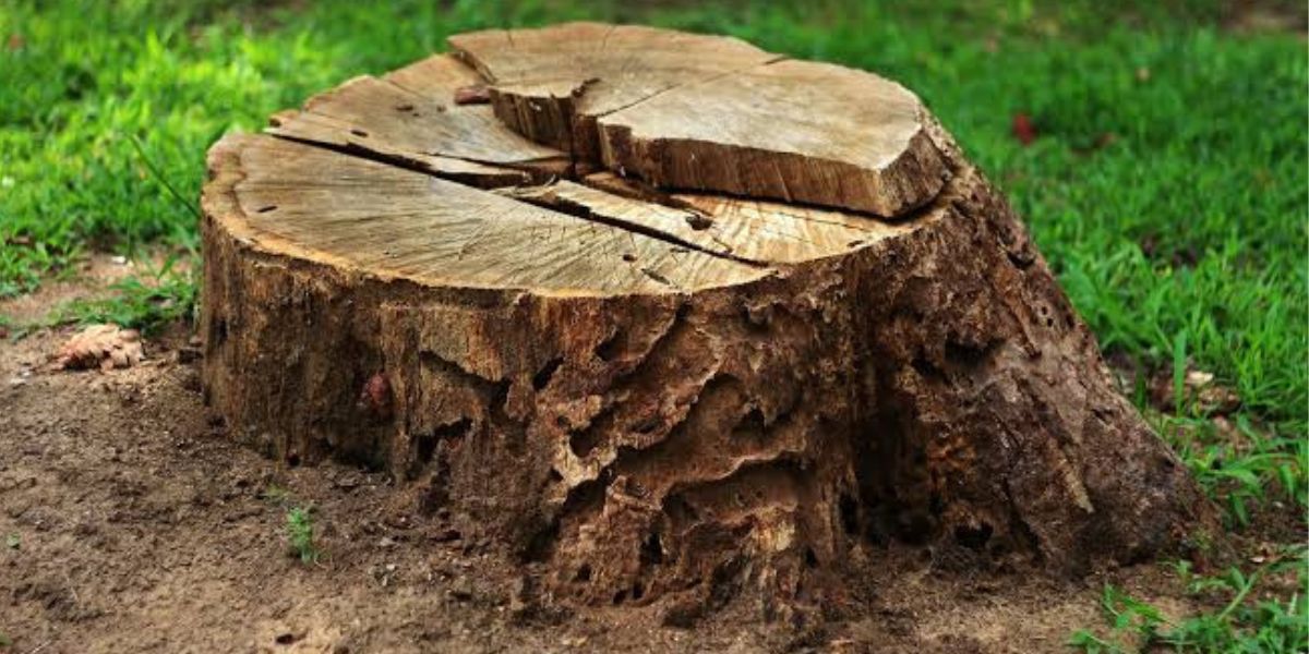 benefits of stump grinding
