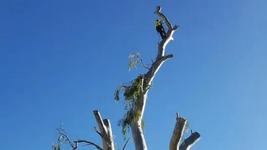 Professional tree removal crew performing different tree removal methods, including sectional dismantling and crane-assisted removal | Types of Tree Removal