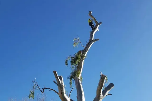 Professional tree removal crew performing different tree removal methods, including sectional dismantling and crane-assisted removal | Types of Tree Removal