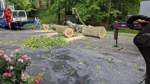 Tree Removal in Hixson