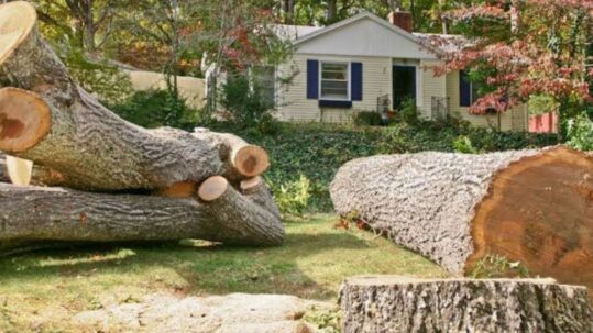 Emergency tree service crew safely removing a storm-damaged tree from a residential property using professional equipment | What to Expect from an Emergency Tree Service