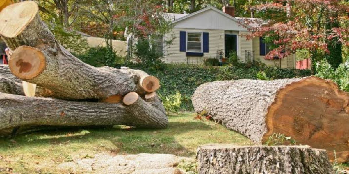 Emergency tree service crew safely removing a storm-damaged tree from a residential property using professional equipment | What to Expect from an Emergency Tree Service