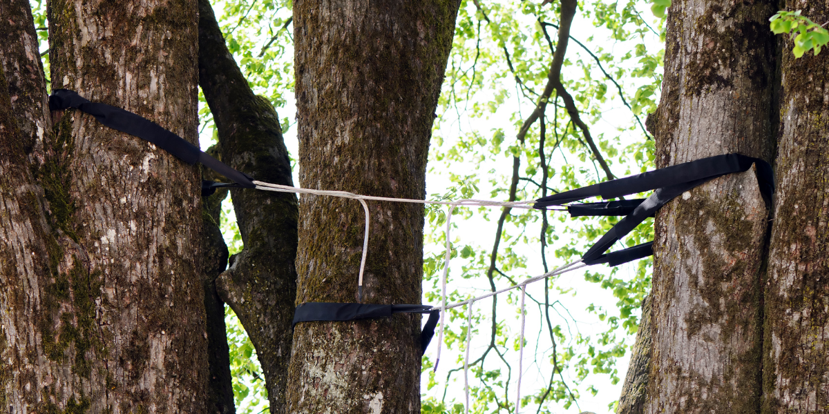 tree cabling and bracing